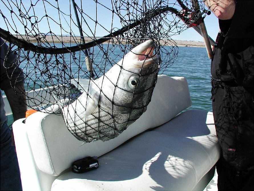 Netted Striped Bass