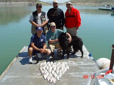 Lots of White Bass