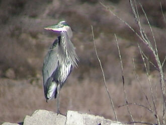 Bird CloseUp