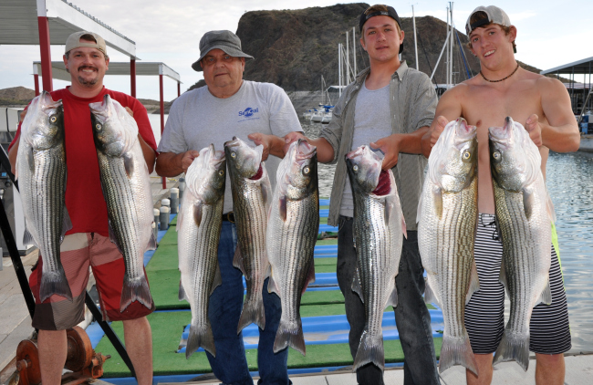 Striper Anyone??...  Here you go!