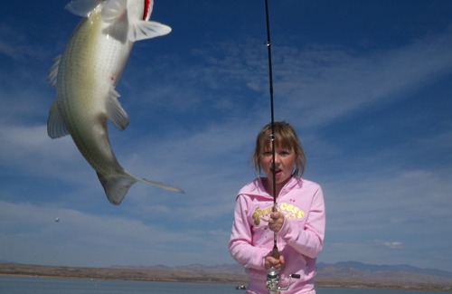 Elephant Butte White Bass