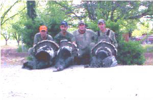 Wild Turkey Hunt