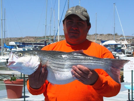 Striper Anyone??...  Here you go!