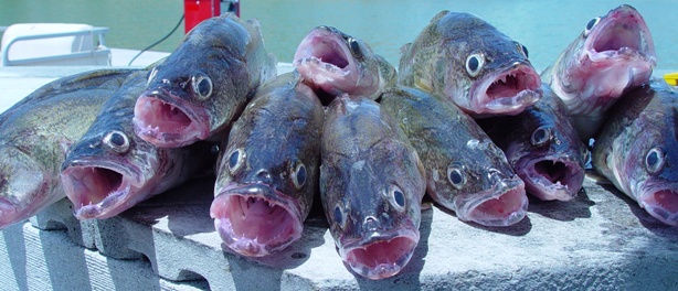 Mucho Walleye here in Elephant Butte, New Mexico!