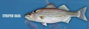 Striped Bass