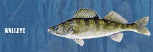 Walleye