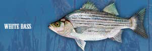 White Bass